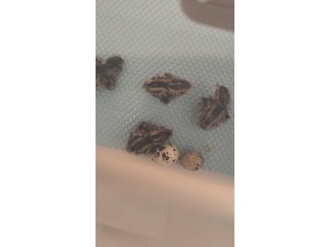 Japon jumbo teksas yeni çıkım bıldırcın mevcut