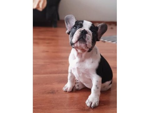 Şcrli anne ve babanın efsane kalite french bulldog yavruları