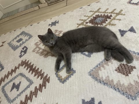 1 yaşında dişi british shorthair
