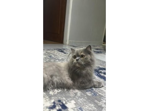 British longhair