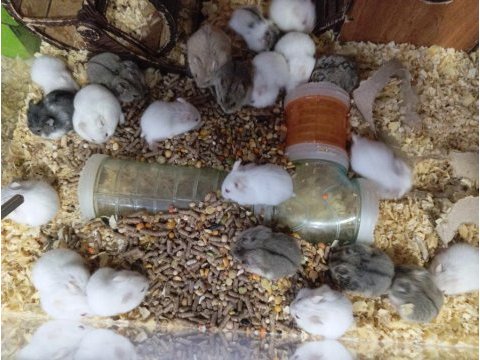Yavru hamsterlar