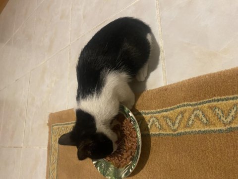 1.5 aylık erkek yavru tekir