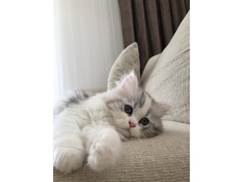 2 aylık chinchilla yavrularımız yeni yuvalarını bekliyor