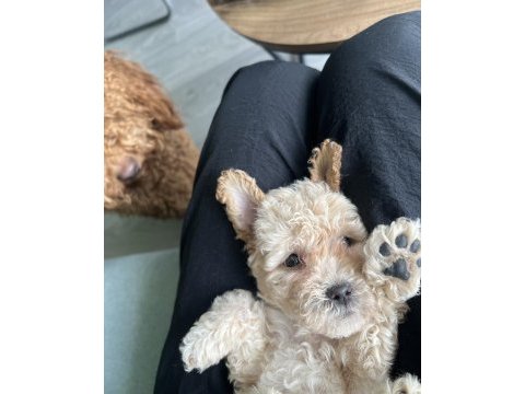 Peluş görünümlü a kalite maltipoo