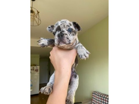 Blue merle french bulldog