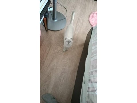 İşe başladığımdan dolayı ilanda scottish fold