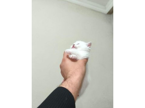 2 aylık blue point scottish fold yavrumuz