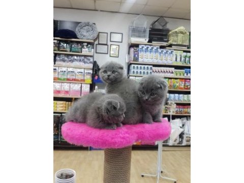 Scottish fold kaliteli sıfır kulak safkan