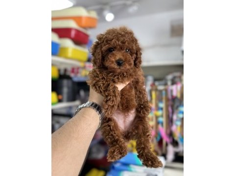 Toy poodle dişi eğitimli yavrumuz