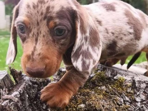 Türkiyede tek dacshund merle bebekler