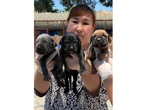 Cane corsa alan koruma köpeği yavruları 
