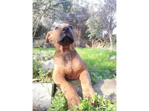 Erkek presa canario yavru