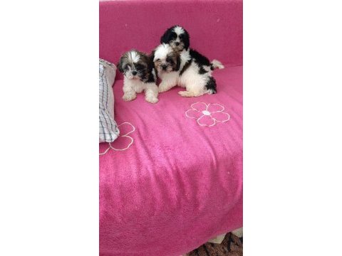 Mükemmel kalite shih tzu uygun isteyene