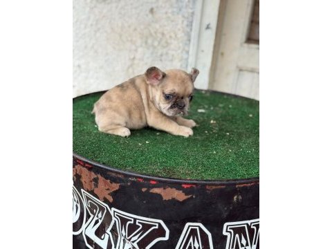 Fransız bulldog köpeğimiz