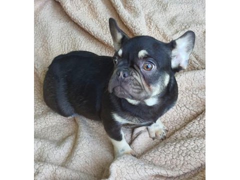 Show kalitede lilacandtan chocotan french bulldog yavruları