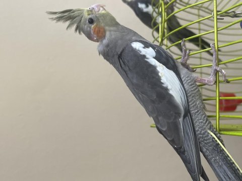 Yavru sultan papağanı