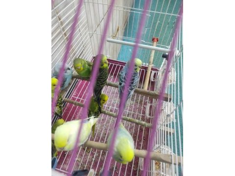 Yavru muhabbet kuşlarımız ve tüm kuş urunlerı kafesler vb