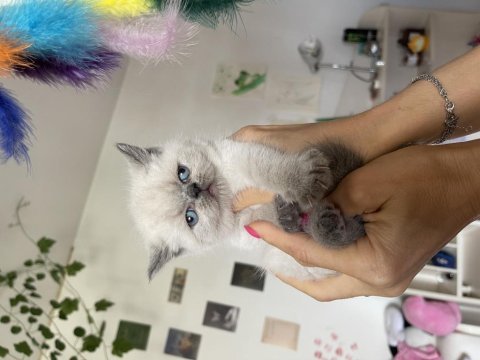 2 aylık safkan exotic shorthair yavrular
