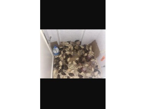Yumurta garantili pırıl pırıl bıldırcın