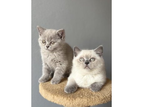 British lilac blue point