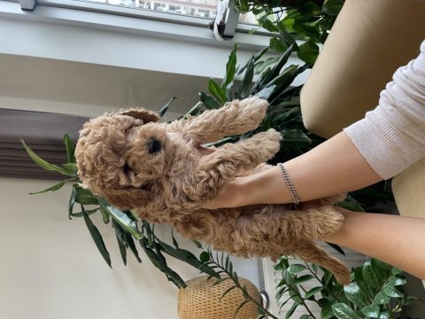 3 adet asıl safkan toy poodle