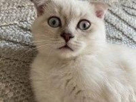Silver scottish fold