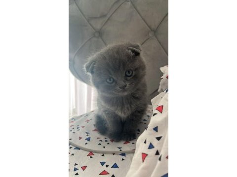 2 aylık scottish fold