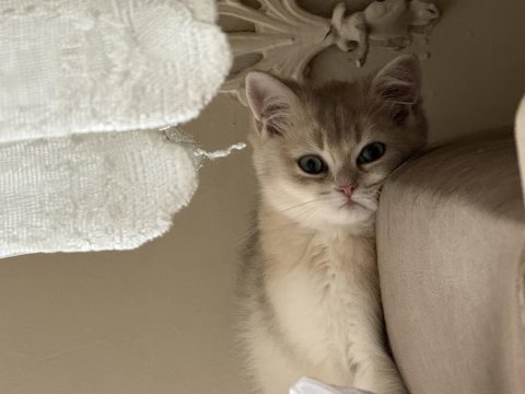British shorthair ny11 golden yavru