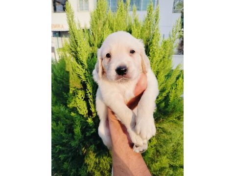 Golden retriever yavru köpeklerimiz