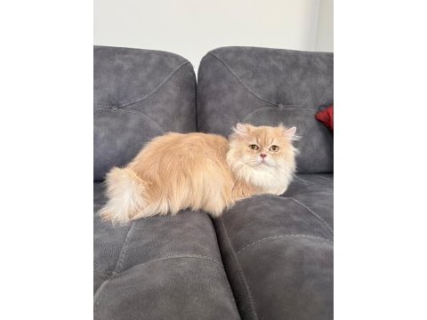 British longhair erkek