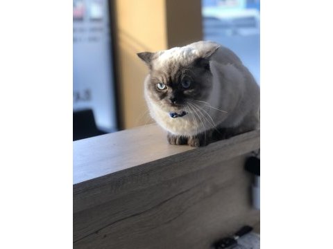 Her eğitimi tamamlanan british shorthair