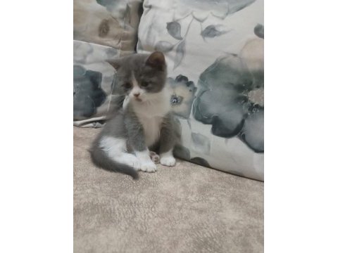 Anne baba orjinal british shorthair