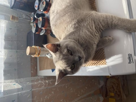 Kedi ilanı acil british shorthair