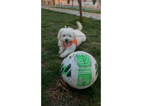 Maltese (terrier) 3 aylık
