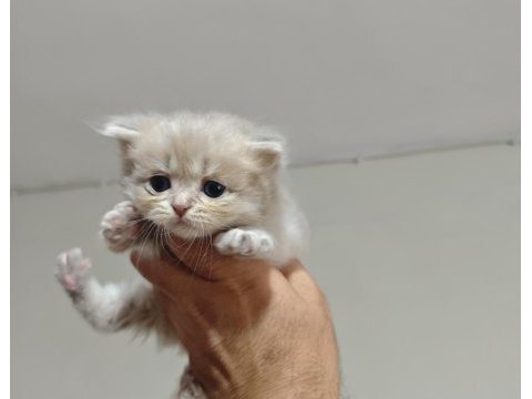 A kalite british longhair silver point