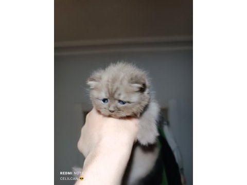 Dünyalar tatlısı ömürlük scottish fold dostlar