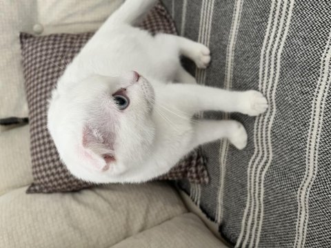 Scottish fold ve scottish straight