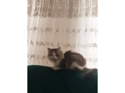 İran kedileri