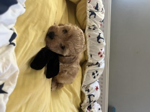 Yakışıklı oğlumuz maltipoo