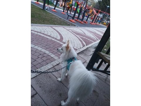 Pomeranian tilki surat