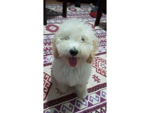 Maltipoo erkek köpeğimiz