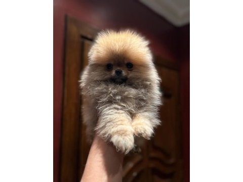 65 günlük pomeranian boo yavrularımız sağlıklı ırk