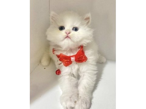 Safkan british longhair tabby uzun tüy yuvarlak surat
