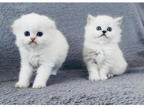 British longhair ve scottish yavrular özel kalite