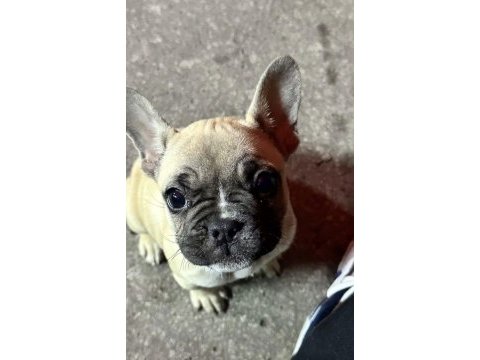 Dişi tatlı mı tatlı french / fransız bulldog