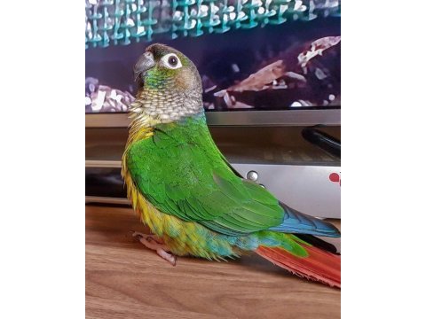 Konur gökkuşağı el besleme eğitimli yavularımız