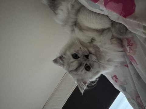 British longhair 7 aylık kedimiz
