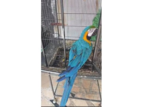Belgeli çipli ara macaw özel renk
