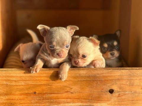 Şivava (chihuahua)