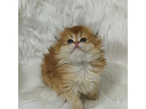 Safkan scottish fold longhair dişi yavru